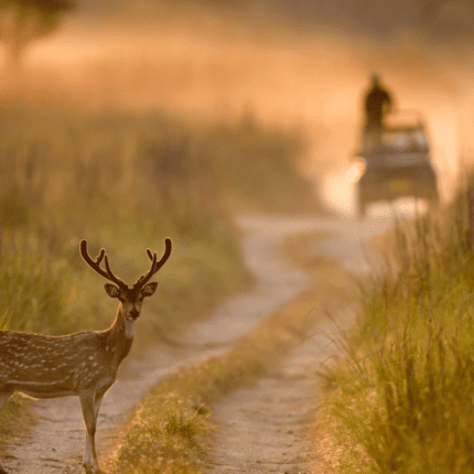 Image with missing alt attribute found on skysafar.in