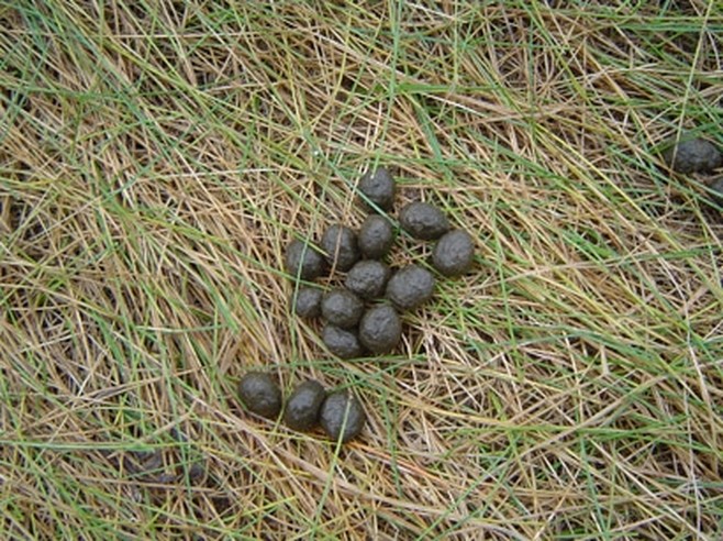 Image with missing alt attribute found on snitsya-son.ru