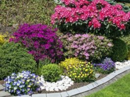 Клумбы непрерывного цветения &ndash; схемы с описанием цветов
