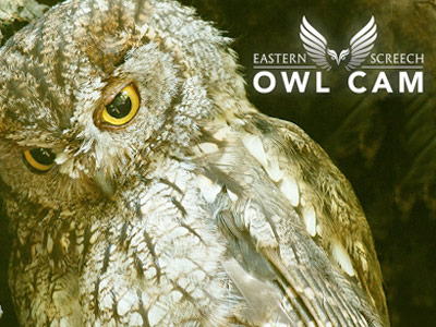 Image with missing alt attribute found on carbontv.com