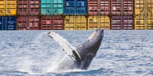 Image with missing alt attribute found on stackify.com