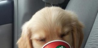 Image with missing alt attribute found on starbuckssecretmenu.net