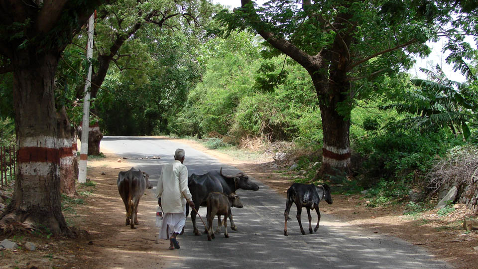 Image with missing alt attribute found on starofmysore.com