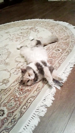 گربه ی من  قسمت ۲