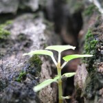 Image with missing alt attribute found on danhgiaxe.com