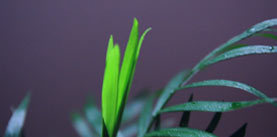 Pot plant with green leaves, video