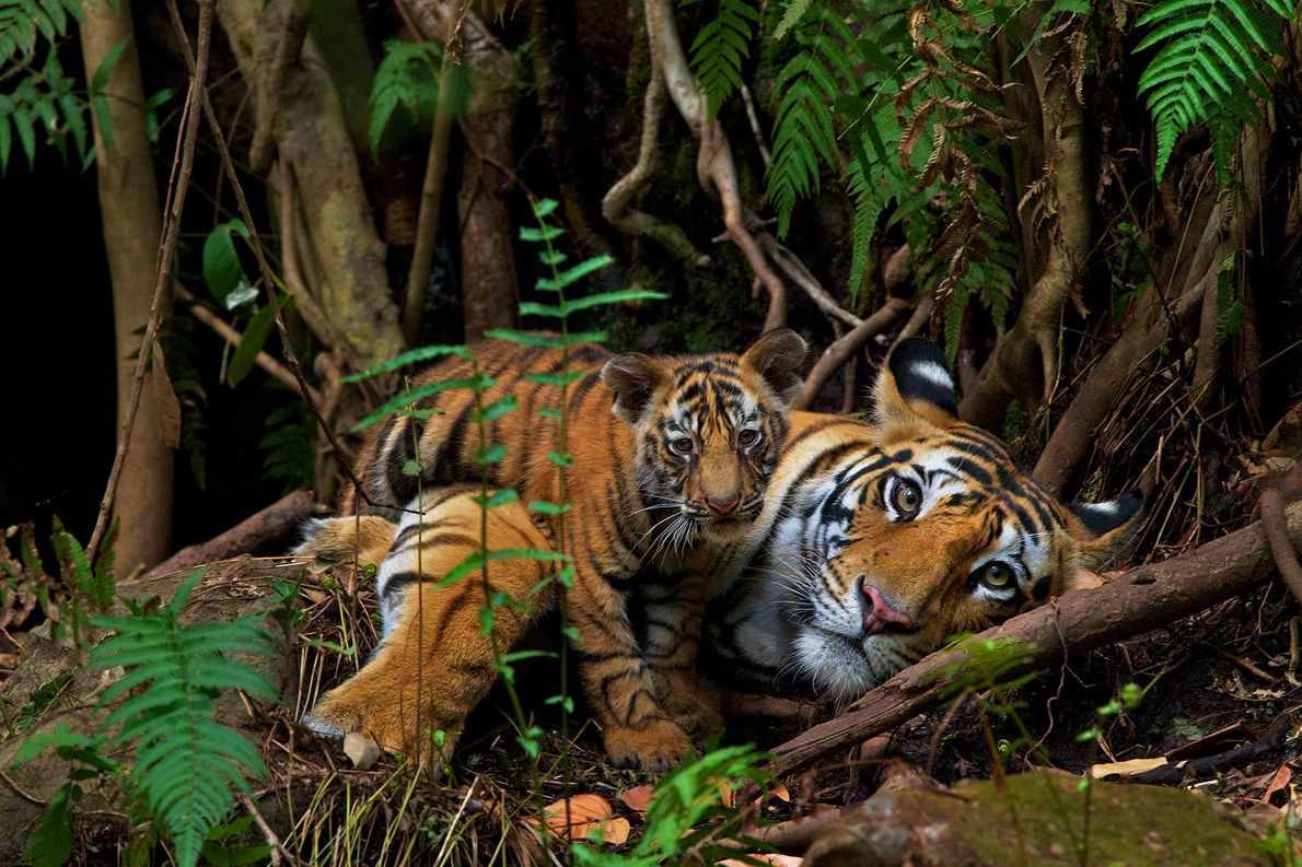 Au N&eacute;pal, la population de tigres a quasiment doubl&eacute; en dix ans