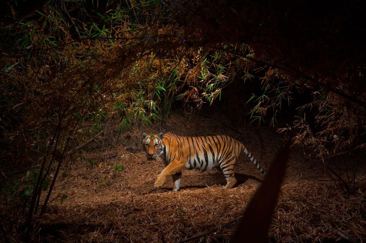 Rencontre avec le photographe qui a pass&eacute; sa vie &agrave; prot&eacute;ger les tigres