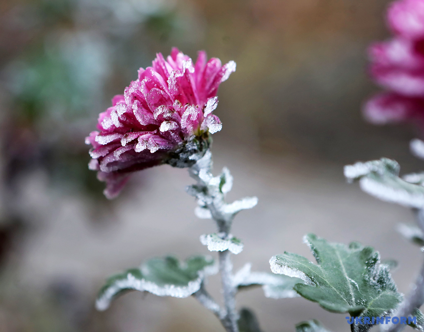 Цветок, покрытый инеем / Фото: Юлия Овсянникова, Укринформ