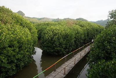 Hutan Bakau di Pantai Ayah, Unik dan Alami