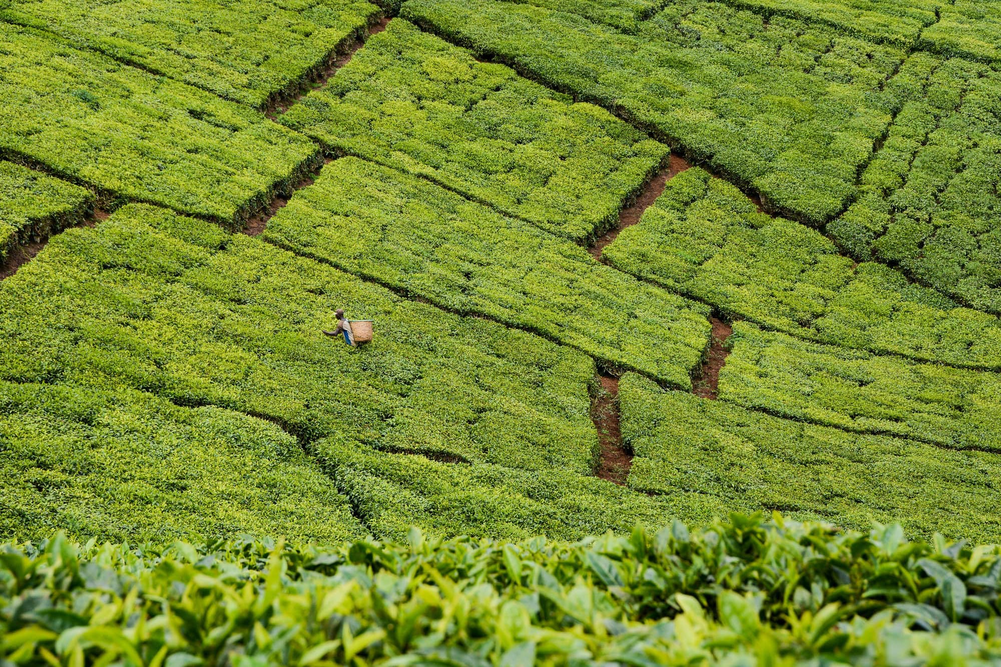 Image with missing alt attribute found on cgiar.org