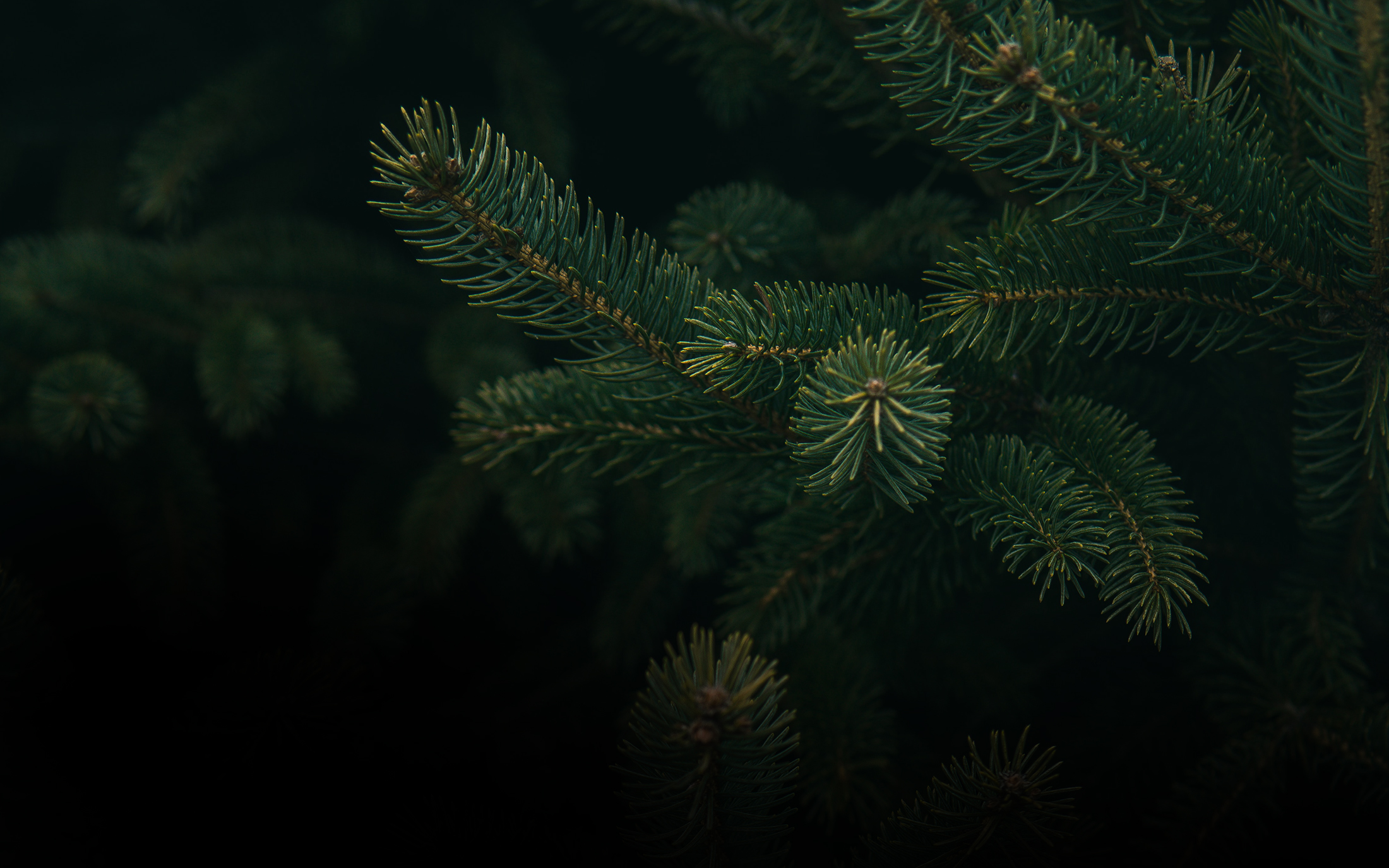 Image with missing alt attribute found on incrussia.ru