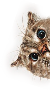 Image with missing alt attribute found on succulent.studio