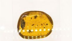 Китайский школьник обнаружил новый вид насекомых в янтаре