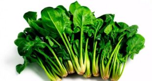السبانخ وأهم فوائدها وأضرارها وطرق طبخها