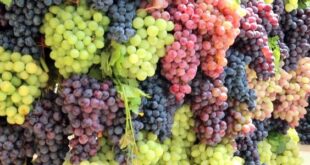 العنب وأهم فوائده وأضراره