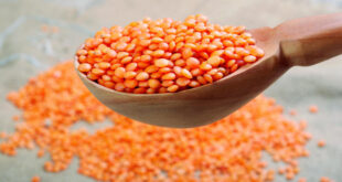 العدس وأهم فوائده وأضراره
