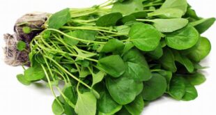 الجرجير وأهم فوائده وأضراره