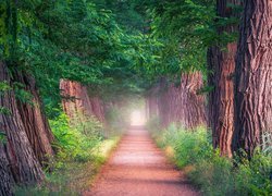 Image with missing alt attribute found on tapeciarnia.pl