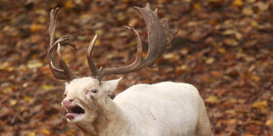 Image with missing alt attribute found on taz.de