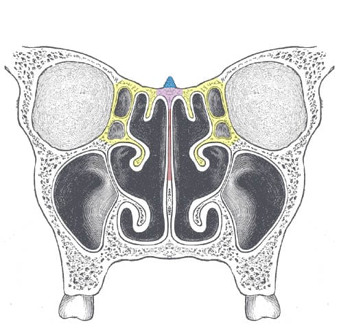 Image with missing alt attribute found on teachmeanatomy.info