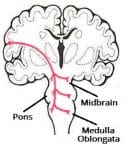 Image with missing alt attribute found on teachmeanatomy.info