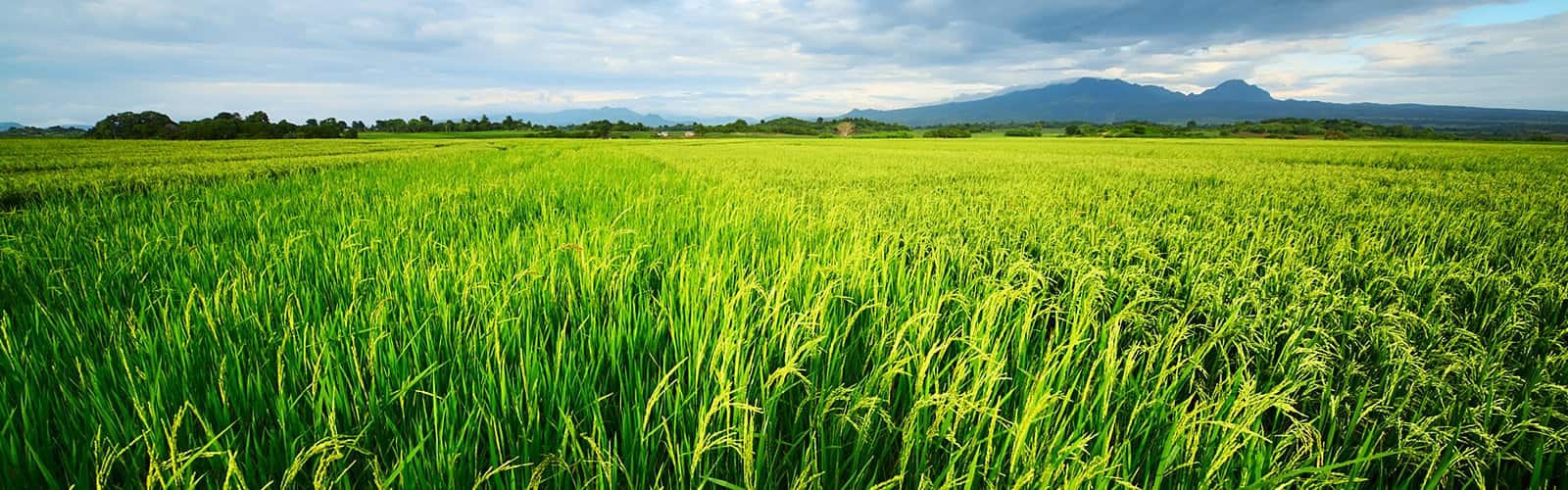 Image with missing alt attribute found on tetra-agro.com.ua