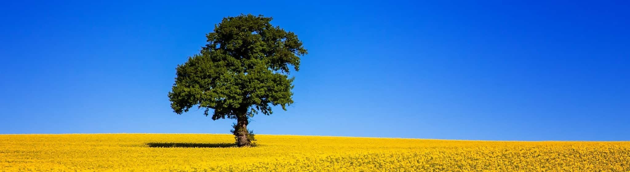 Image with missing alt attribute found on tetra-agro.com.ua