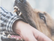 Dog Bite Lawyer