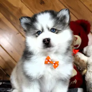 Image with missing alt attribute found on thepuppylodge.com