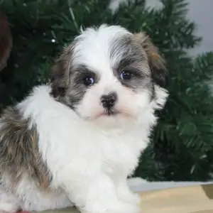 Image with missing alt attribute found on thepuppylodge.com