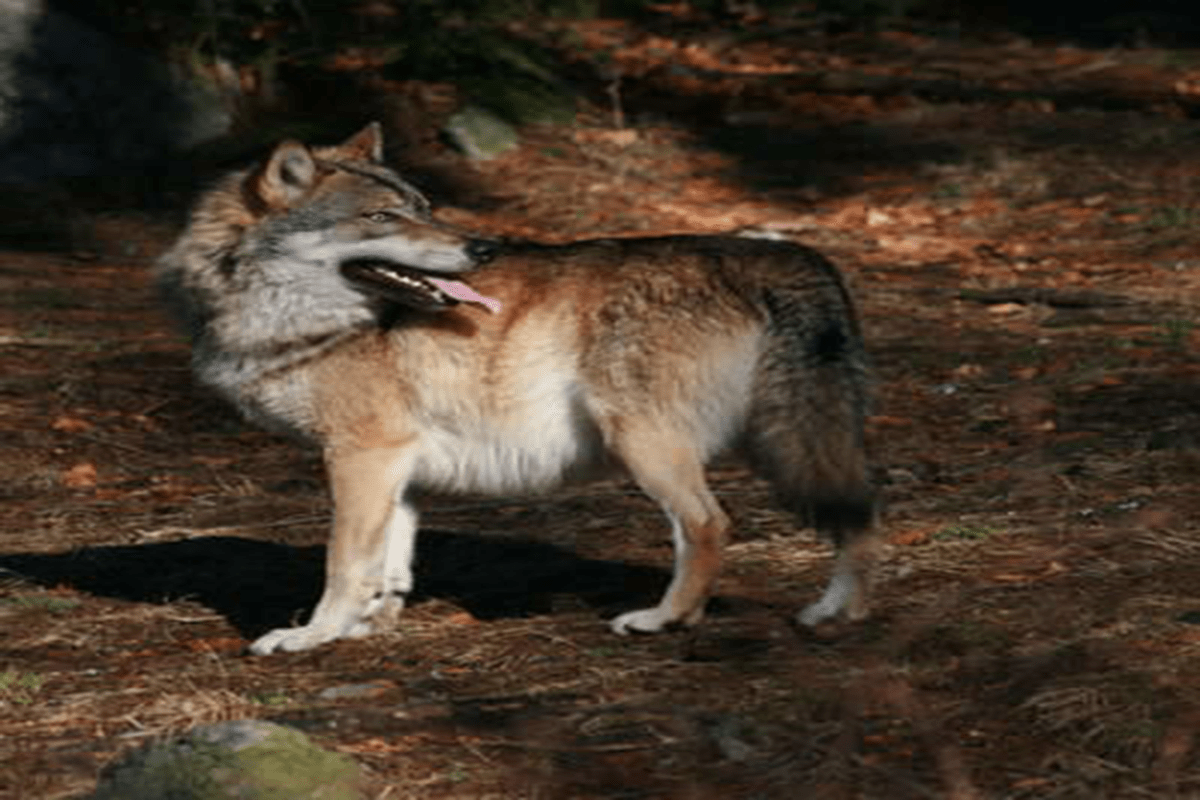 Image with missing alt attribute found on travellingingermany.com