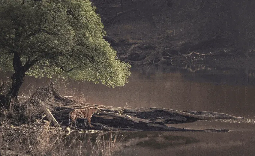 Image with missing alt attribute found on travelosei.com