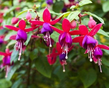 Image with missing alt attribute found on tudoespecial.com