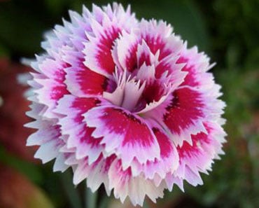 Image with missing alt attribute found on tudoespecial.com