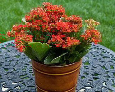 Image with missing alt attribute found on tudoespecial.com