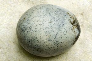 Image with missing alt attribute found on ukr.media