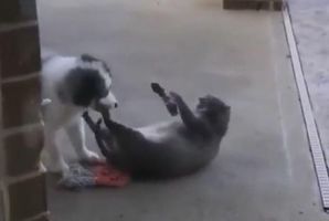 Image with missing alt attribute found on ukr.media