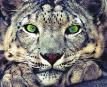 Image with missing alt attribute found on untamedscience.com