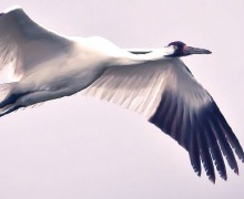 Image with missing alt attribute found on untamedscience.com