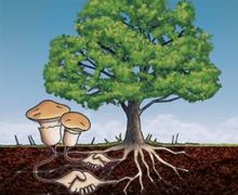 Image with missing alt attribute found on untamedscience.com