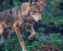 Image with missing alt attribute found on untamedscience.com