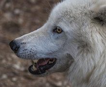 Image with missing alt attribute found on untamedscience.com