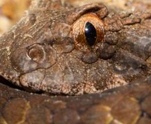 Image with missing alt attribute found on untamedscience.com