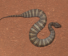 Image with missing alt attribute found on untamedscience.com