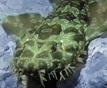 Image with missing alt attribute found on untamedscience.com