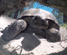 Image with missing alt attribute found on untamedscience.com