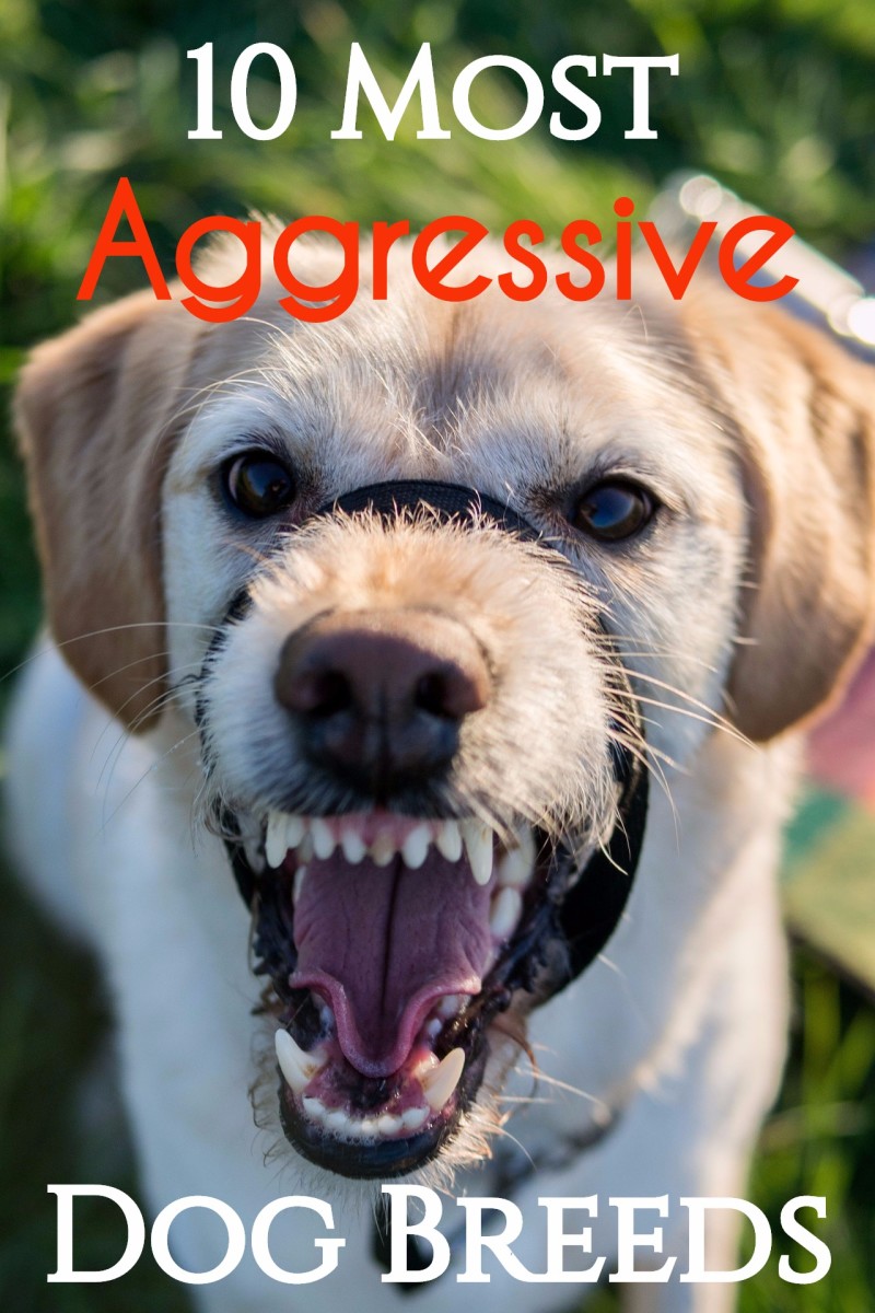 10 Most Aggressive Dog Breeds: Temperament Ratings and Information