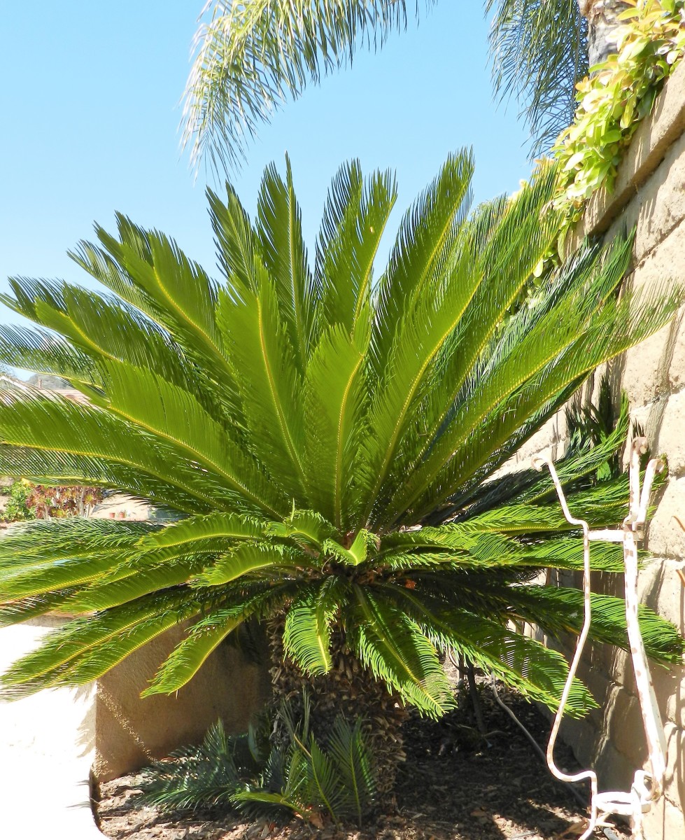 How to Care for a Sago Palm (and Why They Are So Difficult)
