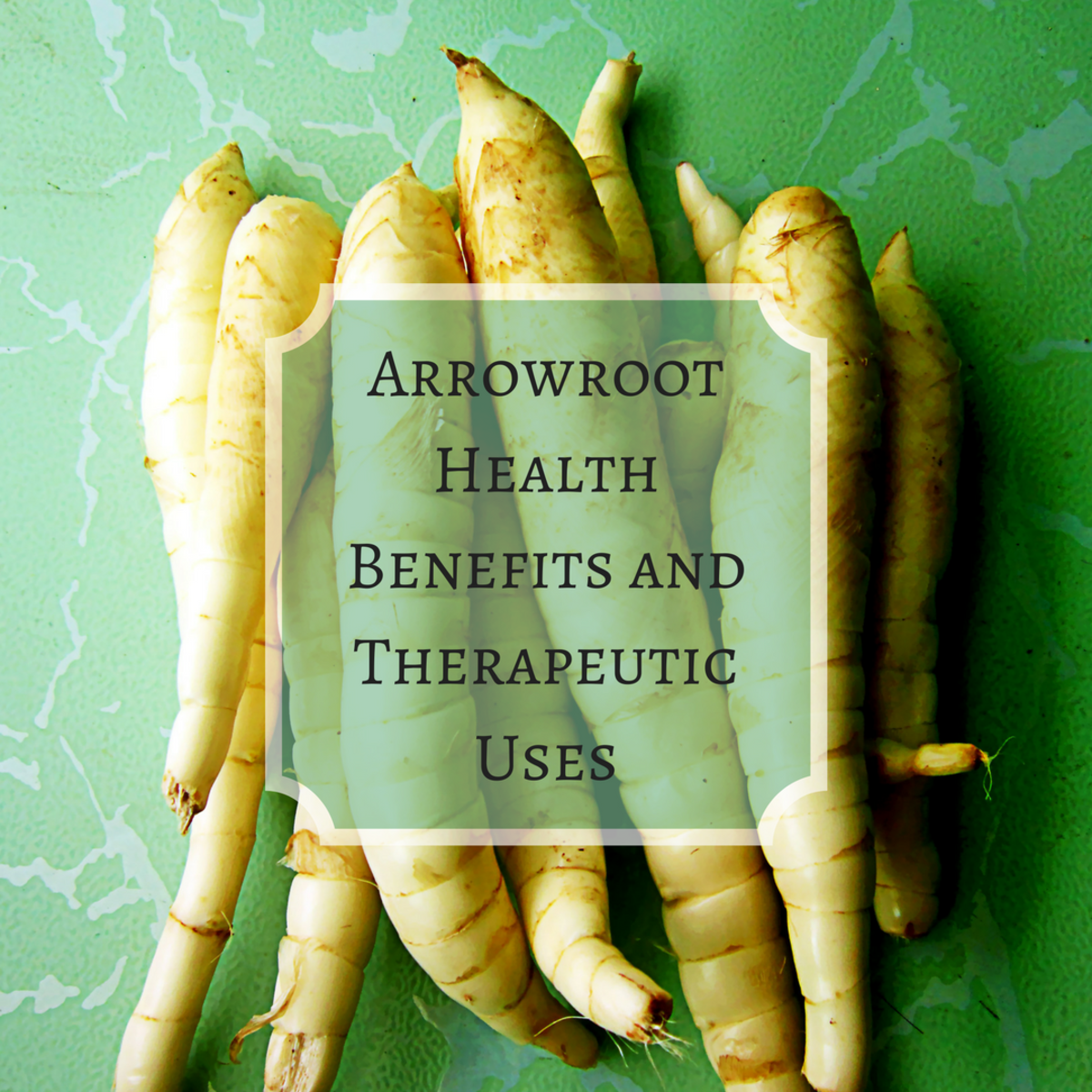 Arrowroot Health Benefits and Therapeutic Uses